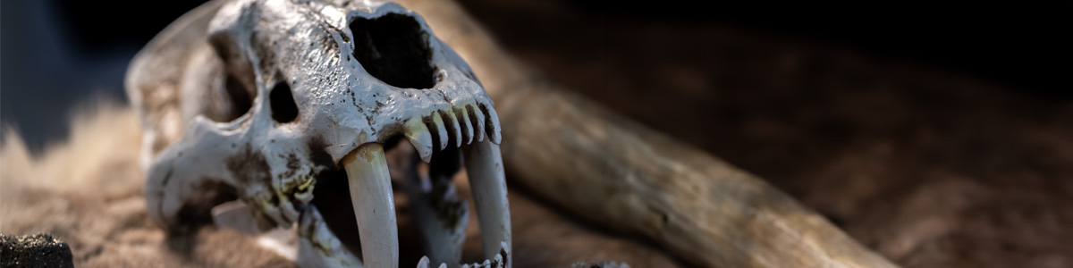 Part of a prehistoric display including a sabretooth cat skull at a Marvellous History Prehistoric visit